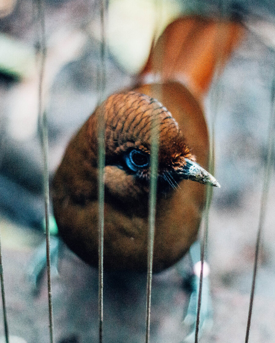 A golden pheasant photographed close-up through the wire of its enclosure