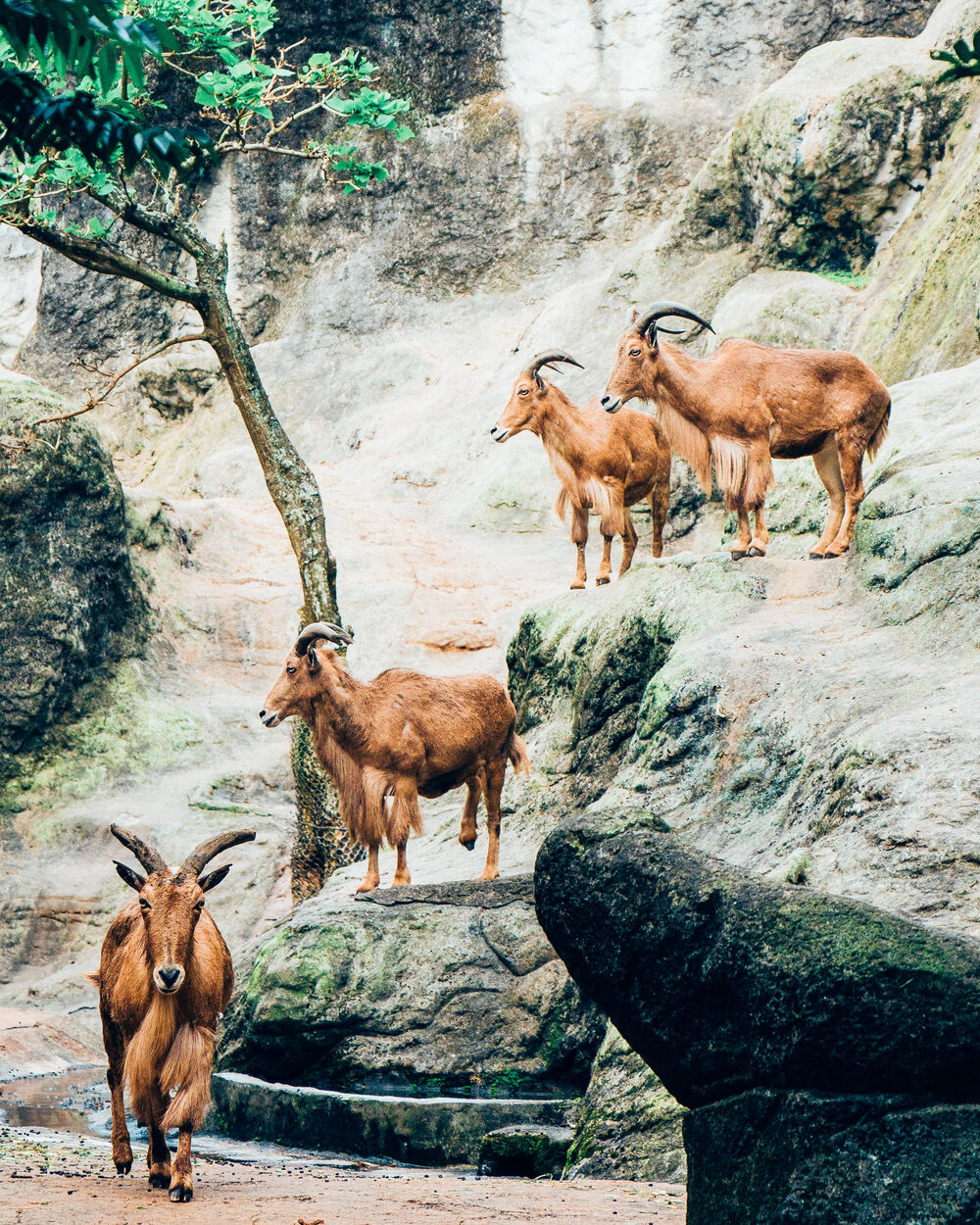 Barbary sheep standing calmly on rocks in their enclosure