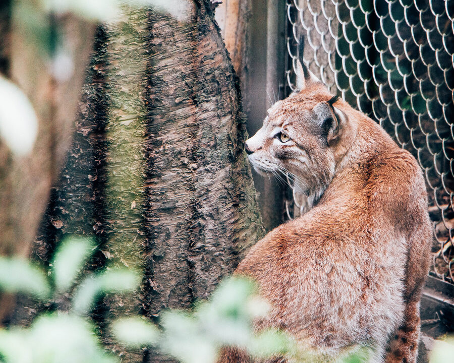 A lynx sitting behind mesh, looking away from the camera